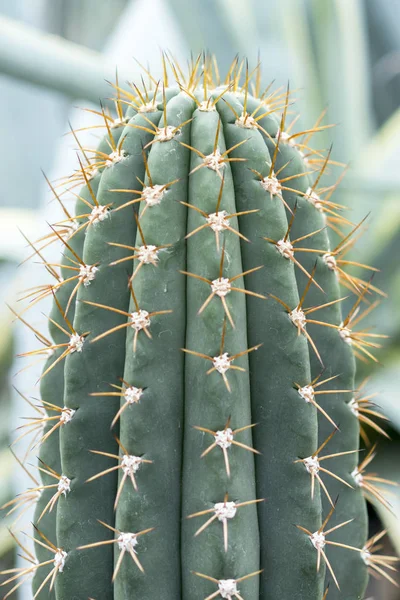 Grüner Kaktus Mit Großen Nadeln Nahaufnahme — Stockfoto