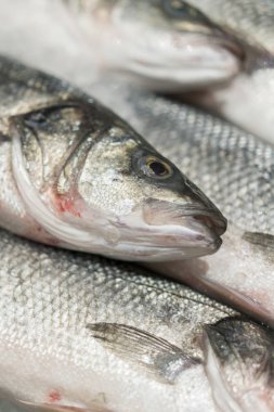 taze soğutulmuş deniz balığı buz üzerinde. Doğal aroması ve doğal görünümünü korumak için erime değil taze buz kalın yatağı üzerinde görüntülenen pazara taze balık denizden. Yakın çekim.