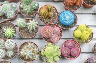 Küçük tencere çiçekli kaktüs. Yukarıdan görüntülemek.