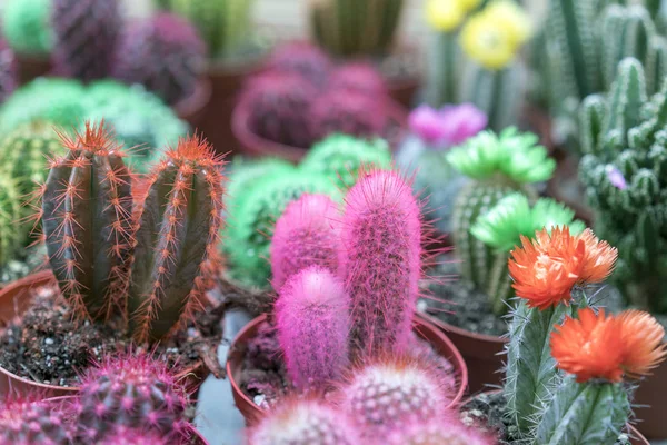 Multicolored Cacti Flowerpots — Stock Photo, Image