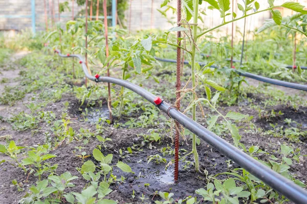 Damla sulama yatakta. Damla sulama ile yatak üzerinde dikim için hazırlanan domates fidesi.