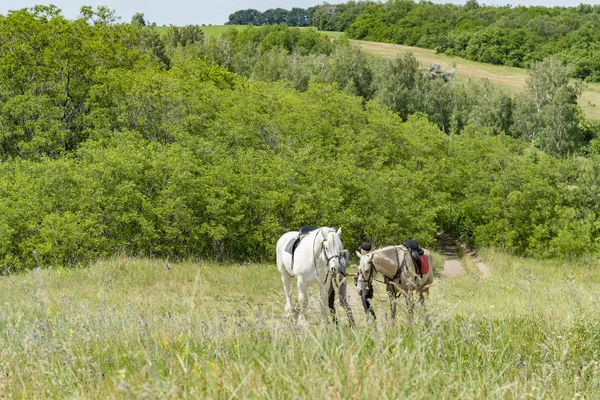 Dois Cavalos Estão Andando Campo — Fotografia de Stock