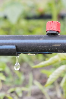 Damla sulama yatakta. Damla sulama ile yatak üzerinde dikim için hazırlanan domates fidesi.