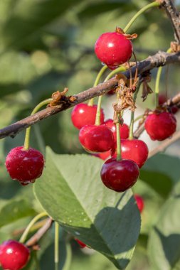 Kiraz ağacında sallanan kirazlar.