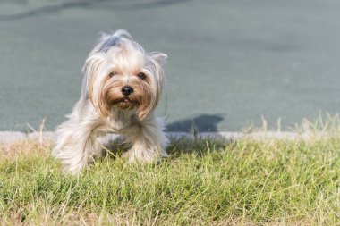 Yorkshire terrier köpek yavrusu çalışan açık.