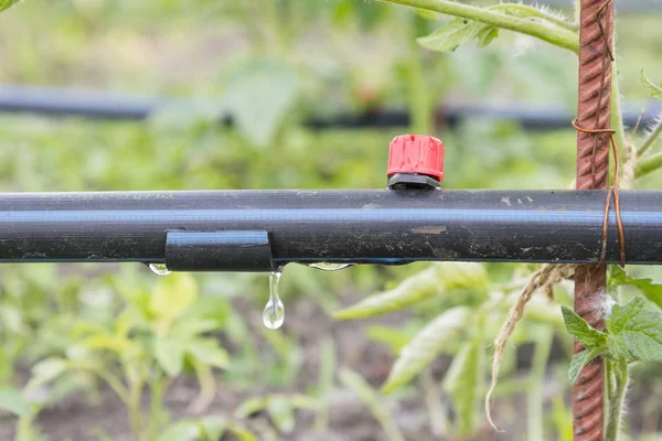 Irrigazione Goccia Sul Letto Piantine Pomodoro Preparate Semina Letti Con — Foto Stock