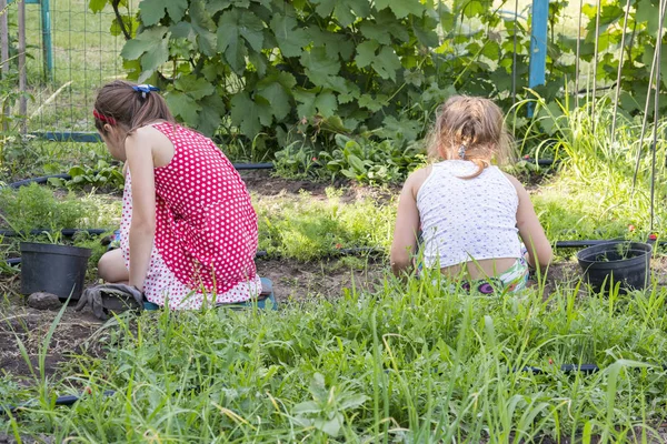 Closeup Image Two Teenage Girls Weeding Garden Bed Female Gardening — Stock Photo, Image