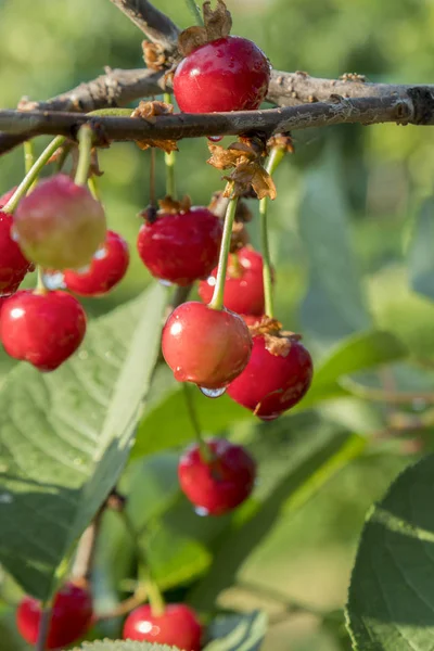 Kiraz ağacı güneşli bahçe. Kapalı bir Vişne Bahçesi içinde çalışma