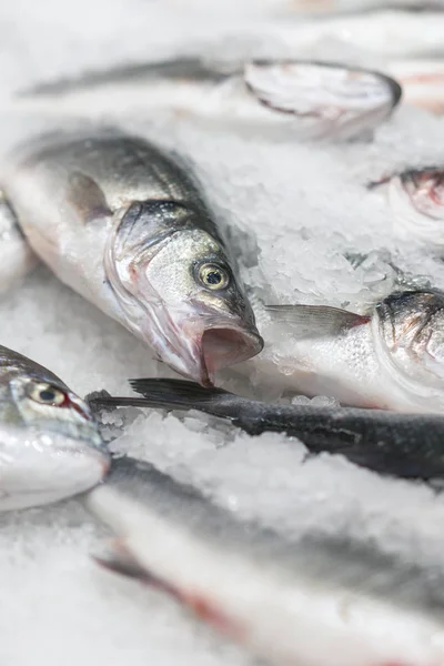 fresh chilled sea fish on ice. Fresh fish from the sea to the market displayed on a thick bed of fresh ice that is not melting to retain its natural flavor and its natural appearance