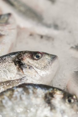 taze soğutulmuş deniz balığı buz üzerinde. Doğal aroması ve doğal görünümünü korumak için erime değil taze buz kalın yatağı üzerinde görüntülenen pazara taze balık denizden. Dikey fotoğraf.