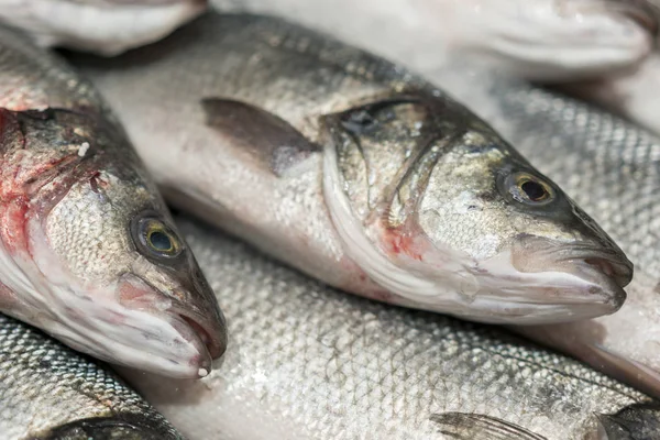 fresh chilled sea fish on ice. Fresh fish from the sea to the market displayed on a thick bed of fresh ice that is not melting to retain its natural flavor and its natural appearance.