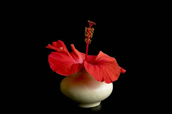 Red flower in a vase isolated on a red background. Flower of hibiscus isolated on black background. Red color