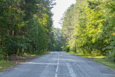 Asfalt yol yeşil orman içinde. Ağaçların arasında yol. Güneşli yaz günü ormanda