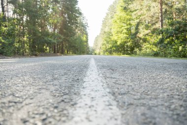 Asfalt yol yeşil orman içinde. Ağaçların arasında yol. Güneşli yaz günü ormanda.