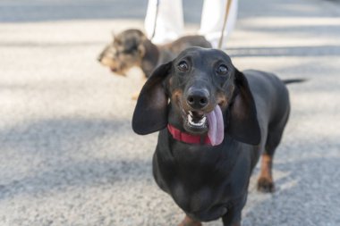 Neşeli siyah dachshund. Dil ile kameraya doğru parlak siyah ve Tan minyatür Dachshund ayakta bizim ve çırpma ve açık pençelerini yere kulaklar.