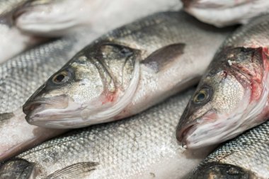 taze soğutulmuş deniz balığı buz üzerinde. Doğal aroması ve doğal görünümünü korumak için erime değil taze buz kalın yatağı üzerinde görüntülenen pazara taze balık denizden. Yakın çekim.