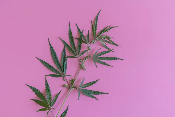 Ветвь Марихуаны Розовом Фоне — стоковое фото