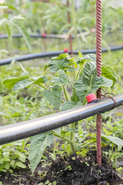 Irrigação Por Gotejamento Cama Mudas Tomate Preparadas Para Plantio Leitos — Fotografia de Stock
