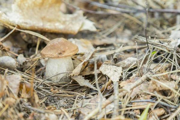 White mushroom in needles in the forest. Cep boletus. mushroom in forest Porcino, bolete, boletus.White mushroom on green background.Natural white mushroom growing in a forest — Stock Image White Mushroom Needles Forest Cep Boletus Mushroom Forest Porcino Bolete Stock Image