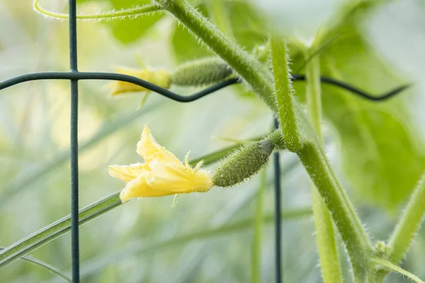 Small young cucumbers. The growth and blooming cucumbers. the Bush cucumbers on the trellis. Growing organic food. Cucumbers harvest.Flowering cucumber plants with yellow flowers