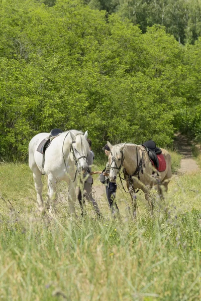 Casal Amoroso Andando Com Cavalos Dia Ensolarado Dois Cavalos Estão — Fotografia de Stock