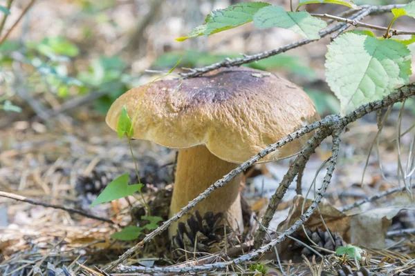 White mushroom in needles in the forest. Cep boletus. mushroom in forest Porcino, bolete, boletus.White mushroom on green background.Natural white mushroom growing in a forest