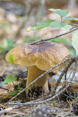 Beyaz orman iğneler mantar. Cep çörek. Porcino, bolete, çörek ormanda mantar. Beyaz mantar yeşil zemin üzerine. Bir ormanda büyüyen doğal beyaz mantar. dikey fotoğraf.