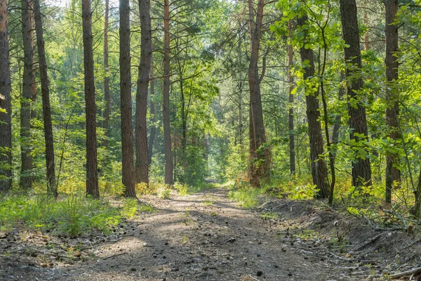 Sonbahar renkli ağaçlar ve iki tarafta yeşil bitkiler ile Park çakıl yol. Orman yolu