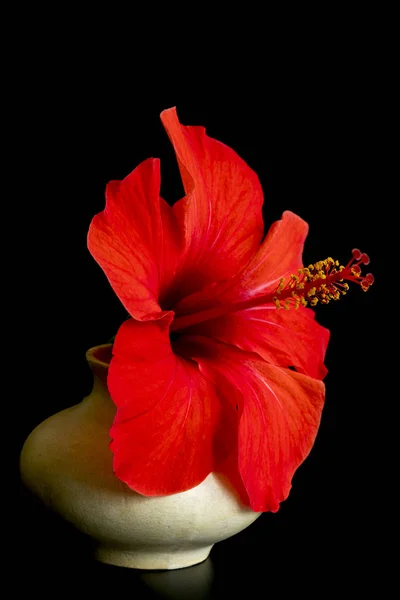 Big red flower in the vase isolated on black background. Flower of hibiscus isolated on black background. Red color. vertical photo.