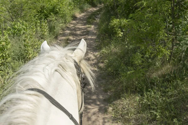 Cavalo Está Caminhando Longo Campo Vista Cima — Fotografia de Stock