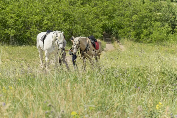 Casal Amoroso Andando Com Cavalos Dia Ensolarado Dois Cavalos Estão — Fotografia de Stock