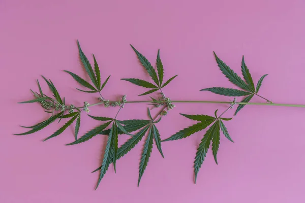 Una Rama Marihuana Sobre Fondo Rosa —  Fotos de Stock