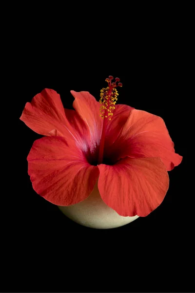 Big red flower isolated on black background. Flower of hibiscus isolated on black background. Red color