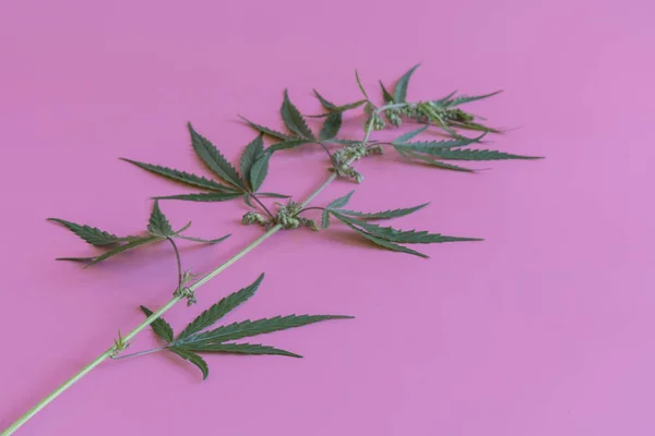 Ramo Marijuana Sfondo Rosa — Foto Stock