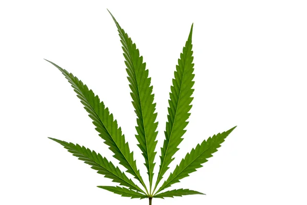 Marijuanablad Isolerad Vit Bakgrund — Stockfoto
