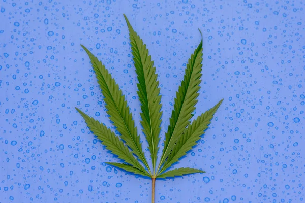 Grönt Blad Cannabis Blå Bakgrund Grönt Blad Marijuana Blå Bakgrund — Stockfoto