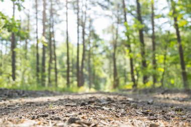 Güneş ışınları ile puslu bahar ormandaki güzel doğa sabah. Güneş ışınları ile orman.