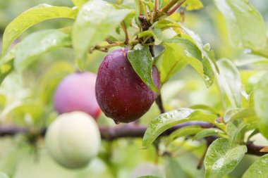 Pembe Erik, portakal N.S.W. üretir farklı meyvelerden kiraz üzüm armut, Erik, şeftali, elma için çok sayıda