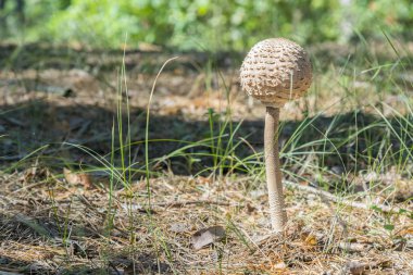 mantar şemsiye ormanın içinde. mantar-şemsiye güneşin bir açıklıkta sonbahar ormanın içinde.