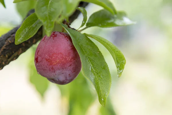 Pink plums, Orange N.S.W. produces a great number of different fruit from Cherries to grapes pears, plums, peaches, apples — Stock Image Pink Plums Orange Produces Great Number Different Fruit Cherries Grapes Royalty Free Stock Photos