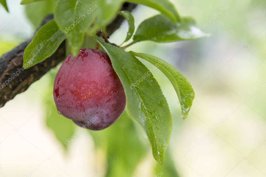 Pink plums, Orange N.S.W. produces a great number of different fruit from Cherries to grapes pears, plums, peaches, apples