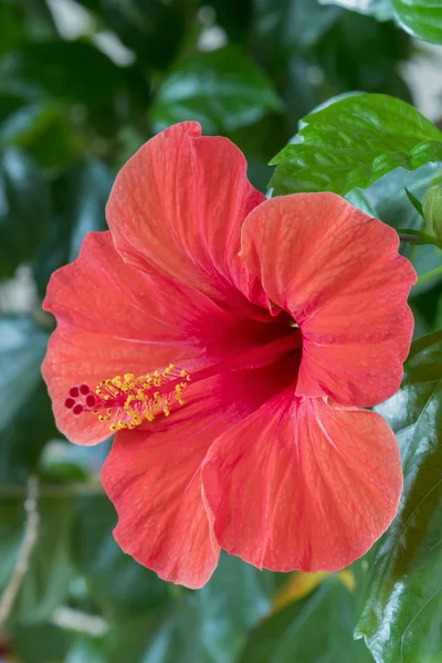 Red hibiscus flower close-up. Red hibiscus flower detail. Close-up of an Hibiscus flower growing on a hibiscus rosa-sinensis shrub on the Mediterranean island of Cyprus. vertical photo.