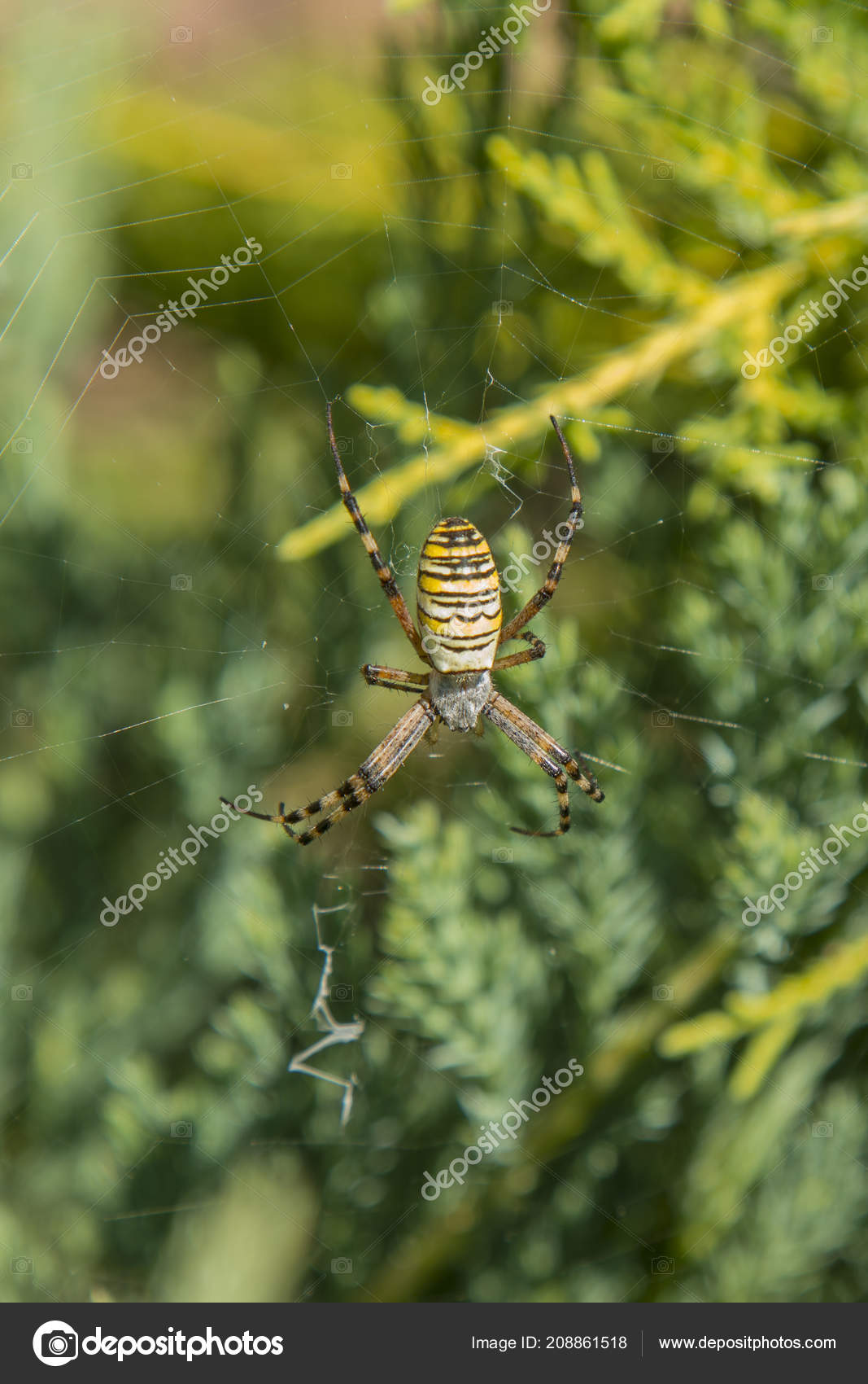 Large Spider Yellow Stripes Cobweb Garden Spider Garden Spider Lat