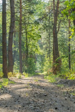 Güneş ışınları ile puslu bahar ormandaki güzel doğa sabah. Güneş ışınları ile orman. dikey fotoğraf.