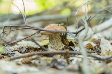 Beyaz orman iğneler mantar. Cep çörek. Porcino, bolete, çörek ormanda mantar. Beyaz mantar yeşil zemin üzerine. Bir ormanda büyüyen doğal beyaz mantar