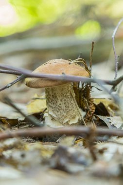 Beyaz orman iğneler mantar. Cep çörek. Porcino, bolete, çörek ormanda mantar. Beyaz mantar yeşil zemin üzerine. dikey fotoğraf