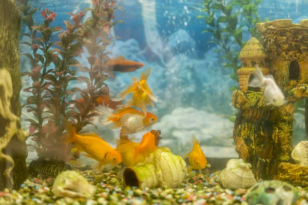 Peces tropicales de colores nadando en acuario con plantas. peces en acuario de agua dulce con verde hermoso plantado tropical . — Foto de Stock
