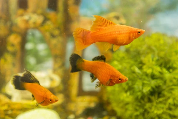 Peces tropicales de colores nadando en acuario con plantas. peces en acuario de agua dulce con verde hermoso plantado tropical . — Foto de Stock