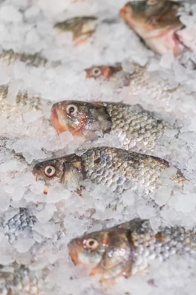 Fresh fish on ice in a supermarket. Seafood on ice at the fish market. vertical photo.