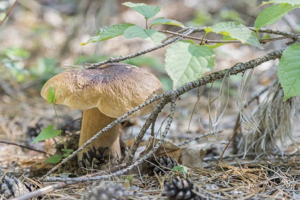 White mushroom in needles in the forest. Cep boletus. mushroom in forest Porcino, bolete, boletus.White mushroom on green background.Natural white mushroom growing in a forest — Stock Image White Mushroom Needles Forest Cep Boletus Mushroom Forest Porcino Bolete Royalty Free Stock Images